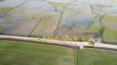 Yörüngede uçan köylüler çeltik tarlasında motosiklet sürüyor