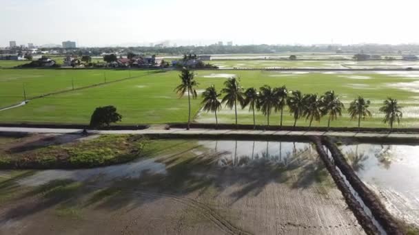 Vuelo aéreo sobre hileras de cocoteros en el campo — Vídeo de stock