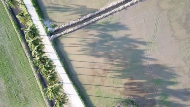 위쪽 아래쪽에서는 말레이시아 페낭의 들판에 줄지어 있는 야자수 그림자를 바라본다. — 비디오