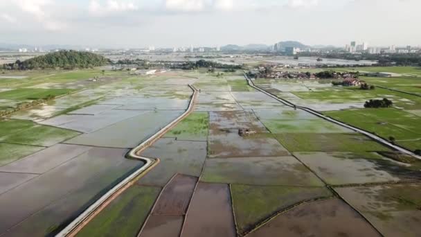 马来西亚、东南亚的水稻田上空的空中飞行. — 图库视频影像