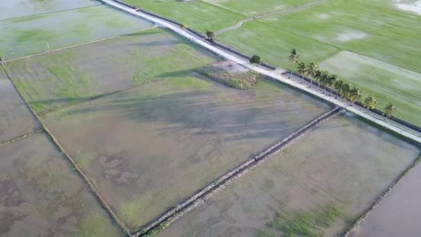 Aerial view row of coconut trees in the middle of the paddy field — Stock Video