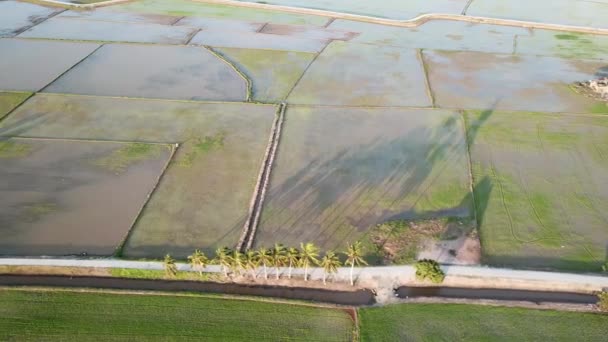 Coqueiros em órbita aérea no campo de arrozais . — Vídeo de Stock