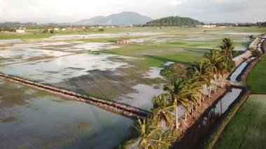 Güneydoğu Asya, Malezya 'daki çeltik tarlasında hindistan cevizi ağaçları.