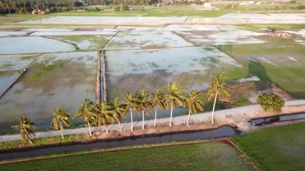 Volare aereo sopra fila di alberi di cocco in campo risaia in Malesia, Sud-Est asiatico . — Video Stock