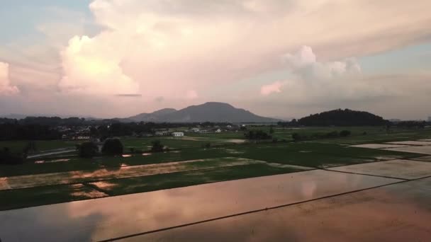 Luchtfoto wegvliegen padie veld bij Malays dorp in Penang, Maleisië. — Stockvideo