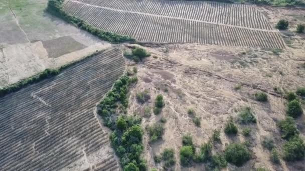 Plantación aérea de turberas con vista a drones — Vídeo de stock