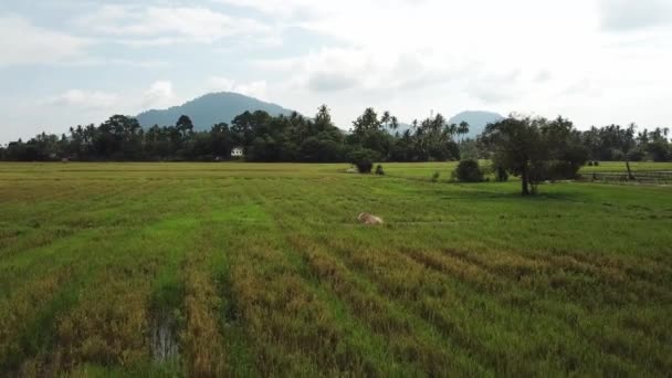 Una vaca aérea se sienta en el arrozal en Malasia, sudeste asiático . — Vídeos de Stock