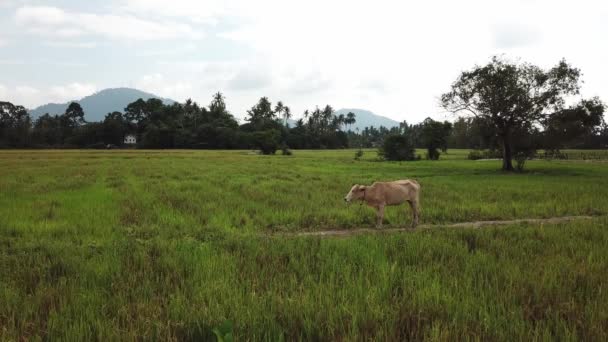 말레이시아의 페낭에 있는 논에서 줄을 매고 있는 소. — 비디오