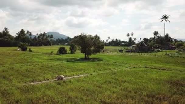 在奶牛的头顶上飞翔，坐在稻田里，背景是马来西亚人的木屋. — 图库视频影像
