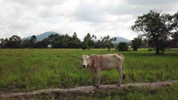 Perdu liberté vache regarder caméra à paddy field . — Video