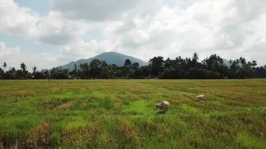 Penang 'daki çeltik tarlasında uçan inek..