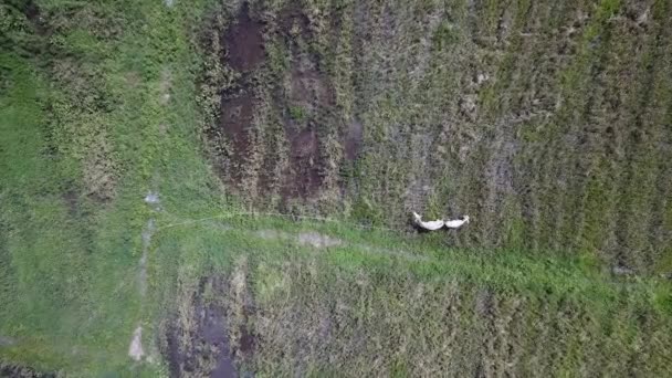 Letecký pohled krávy svázat provazem a ztratil svobodu. — Stock video