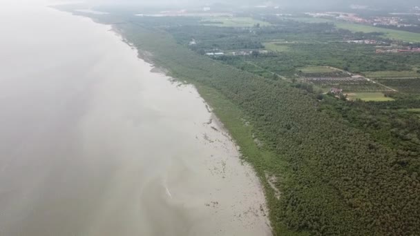 Flygdrönare visa mangrove träd nära havet vid Balik Pulau, Penang. — Stockvideo