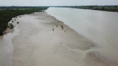Sungai Muda 'daki bataklık bölgesindeki mangrov ağacının üzerinden uç..