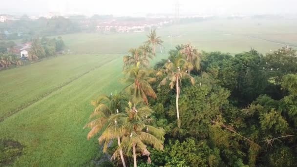 Uccelli migratori Asiatico disegno di legge aperto volare vicino agli alberi di cocco a risaia — Video Stock