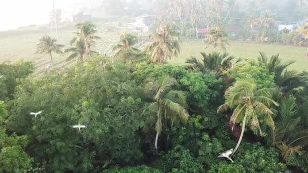 Luchtfoto Aziatische open snavel vogel vliegen op Bukit Mertajam, Penang. — Stockvideo