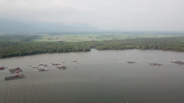 Aerial drone panning white birds flying back home cross Sungai Merbok River. — Stock Video