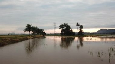 Çeltik tarlasındaki hindistan cevizi ağaçlarına doğru uç. Asya gagalı kuşları dinleniyor.