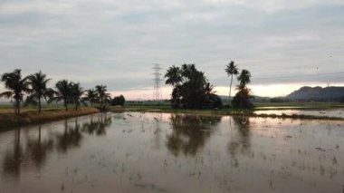 Güneydoğu Asya, Malezya 'daki çeltik tarlasında Asya açılış tasarısını takip et.
