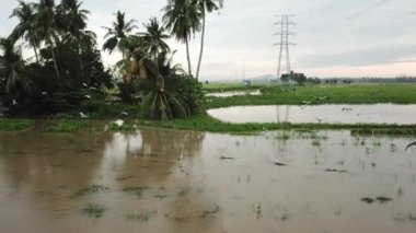 Asya açılış gagalı leylek kuşu uzaklara uçar.