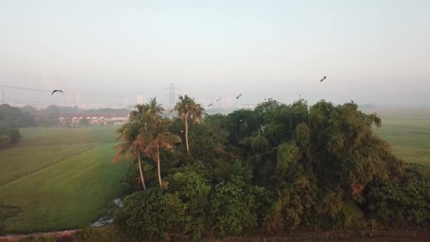 Ázsiai nyitott Bill madár repül közel a kókuszpálmák ködös reggel — Stock videók