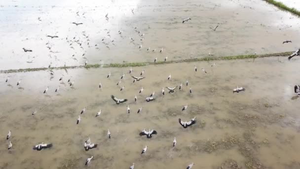 Güneydoğu Asya, Malezya 'daki çeltik tarlasında Asya açılış tasarısı dinleniyor. — Stok video