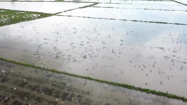 Letecký pohled paddy pole a asijské openbill ptáci létají. — Stock video