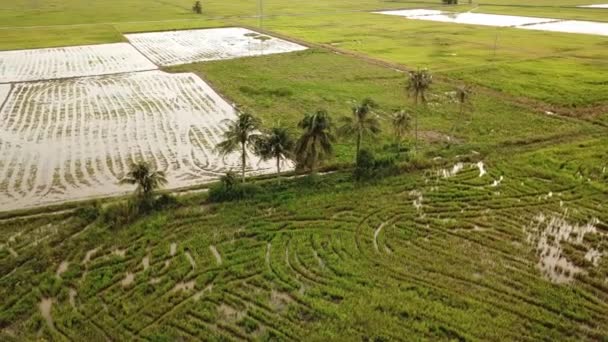 Des cocotiers en orbite aérienne dans une rizière avec des volées d'oiseaux y restent .