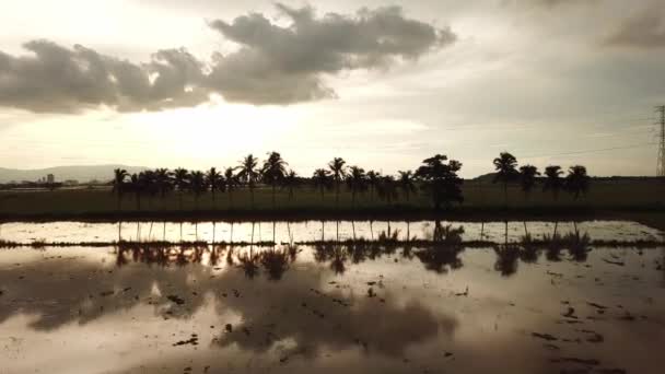 Vue aérienne rangée de cocotiers avec câble électrique à l'arrière pendant l'heure du coucher du soleil . — Video