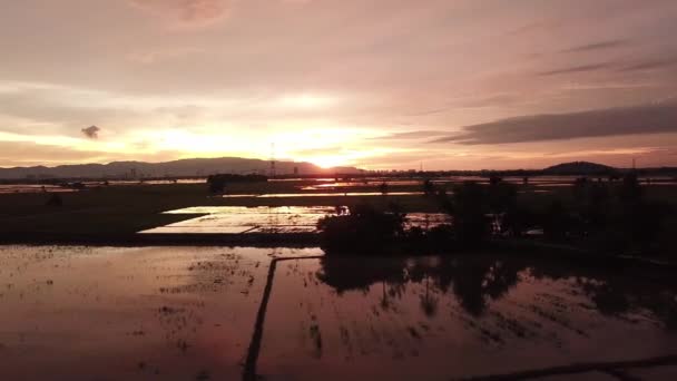 Arbres de silhouette aérienne dans la rizière avec beau coucher de soleil dramatique — Video