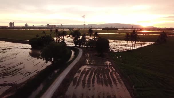 Silhouette Gruppe von Bäumen während Sonnenuntergang Stunde auf Reisfeld — Stockvideo