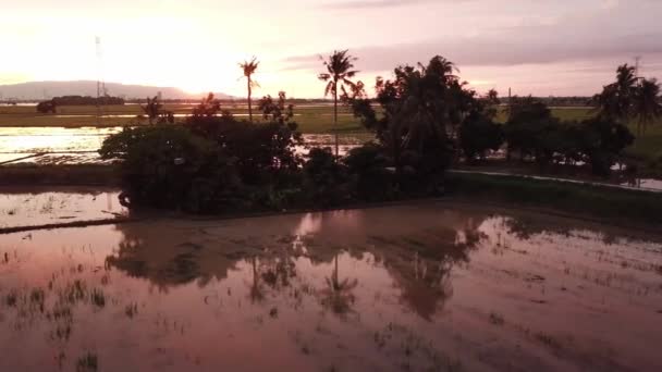 Západ slunce, oranžové mraky na obloze se odrážely od zaplavené vody na rýžovém poli. — Stock video