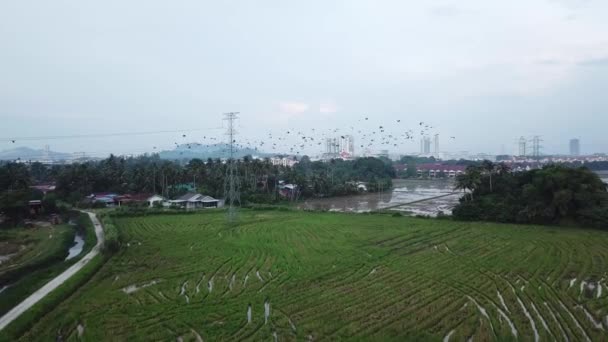 Large flock of Asian openbill (Anastomus oscitans) taking flight — Stock Video