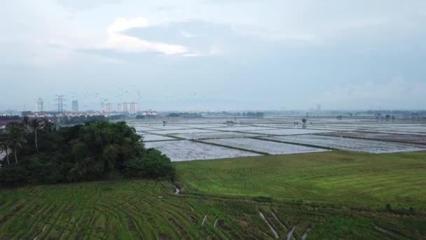 Aerial View with flock of Asian openbill bangau birds at paddy field — Stok Video