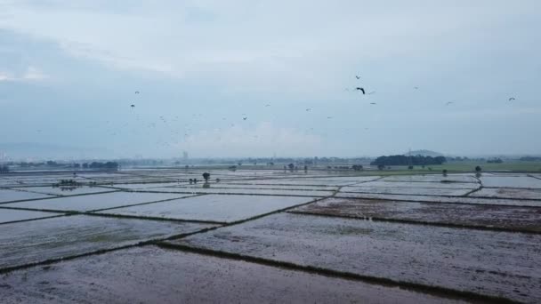 Aziatische open bill ooievaar habitat op wetlands padie veld. — Stockvideo