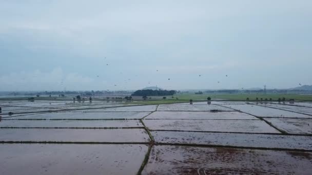 Asiatischer Tagschnabelstorch findet Fliege auf Reisfeld bei Permatang Rawa, Penang. — Stockvideo