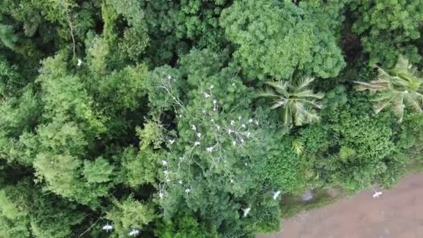 Asian openbill voar sobre o arbusto verde em Permatang Rawa, Penang . — Vídeo de Stock