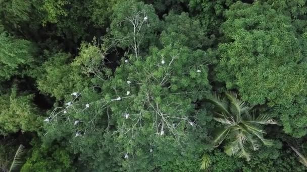 Aerial maleje i patrzeć w dół azjatycki openbill spoczywa na drzewie. — Wideo stockowe