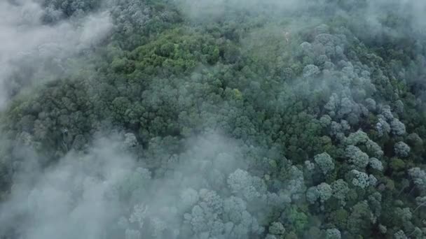 Повітряний політ над туманом Морський вид лісу в Пенанг Хілл, Пулау Пінанг. — стокове відео