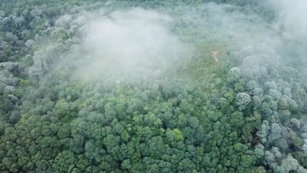 Vista aérea da nuvem e dia nebuloso sobre as árvores — Vídeo de Stock