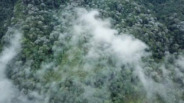 말레이시아의 페낭 힐에 있는 안개낀 숲을 공중에서 내려다본 모습. — 비디오