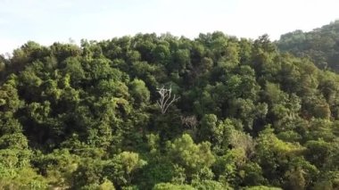 Yeşil ağaçların üzerindeki kuru dallara doğru uç..