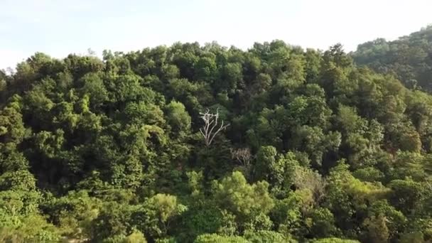 Voe para o galho seco sobre árvores verdes . — Vídeo de Stock