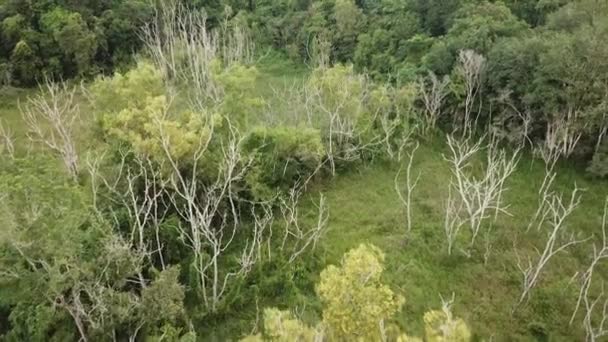 Alberi secchi tra i cespugli verdi . — Video Stock