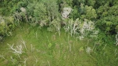 Yeşil çalıların arkasında ölü bir ağaç var..