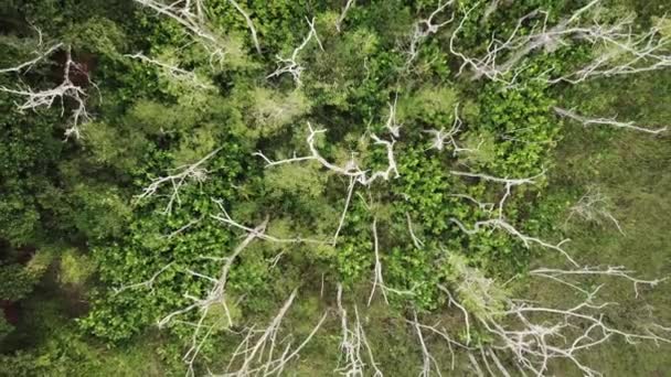 Vue aérienne ascendante vers le bas des arbres secs au champ . — Video