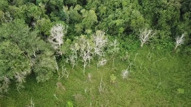 Aeronaves orbitando as árvores secas perto do campo verde . — Vídeo de Stock