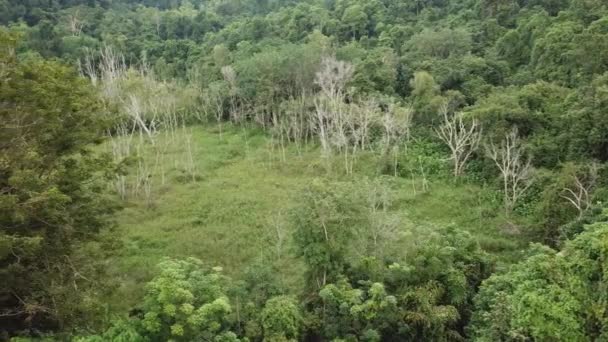 Aeronaves orbitando velhas árvores secas nuas em arbusto verde — Vídeo de Stock
