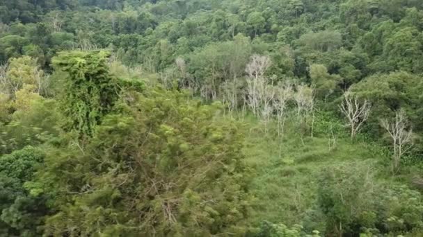 Vista aérea árvores secas sem folhas em arbusto verde . — Vídeo de Stock