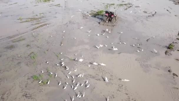 Aves guindastes aéreas voar seguir na parte de trás do trator em campo paddy . — Vídeo de Stock